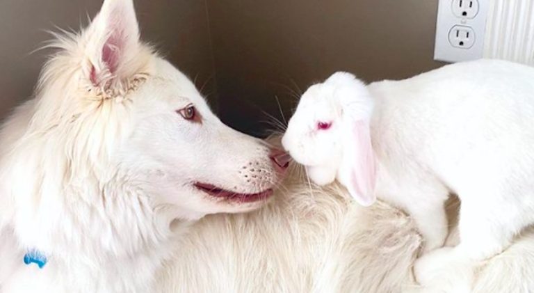 Dog Lets His Bunny Sister Hop All Over Him