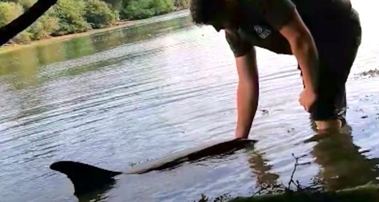 man rescues dolphin who whistled to him for help