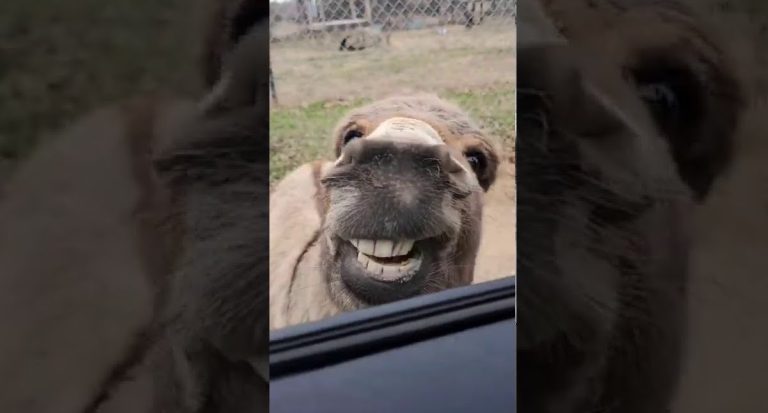 Women Want To See The Tiger But Get Hilariously Interrupted By Donkey