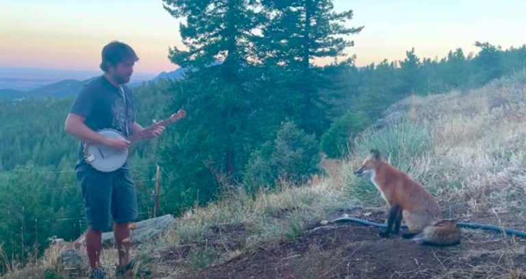 fox listens to man playing banjo