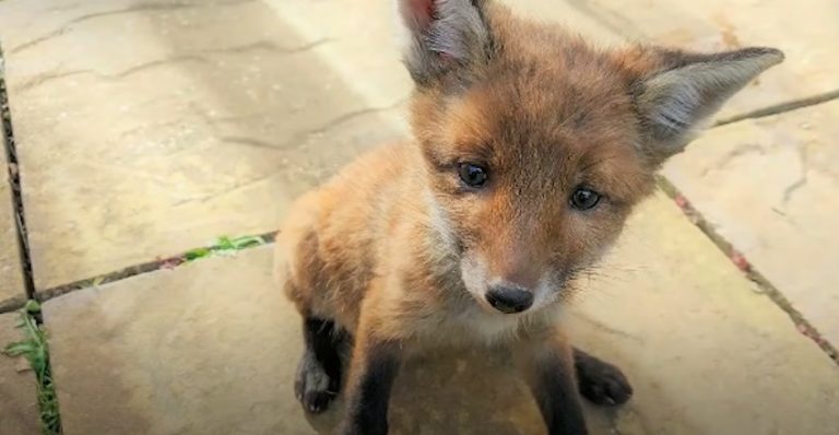 Family Works To Reunite Baby Fox They Rescued With His Mom