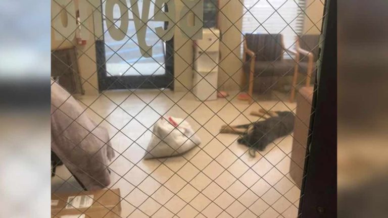 Homeless Teen Reunites With Puppy He Surrendered To Shelter After He Could No Longer Care For Her