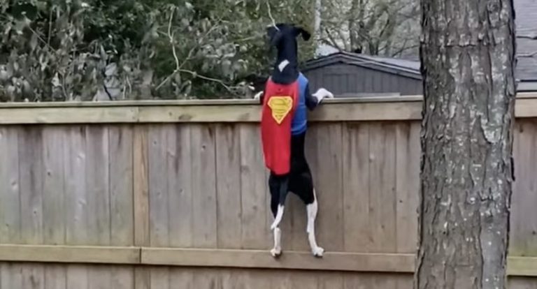 Rescue Dog Jumps Up 8-Foot Fence to Keep Squirrels Out Of The Yard