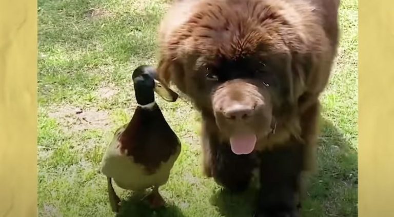 Duck Is So Happy When He Sees His Newfie Dog Best Friend