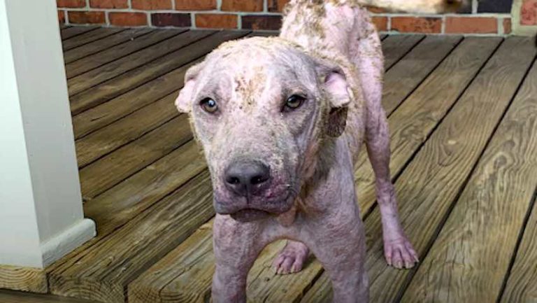 Sick Pittie Learns How To Be A Dog Again
