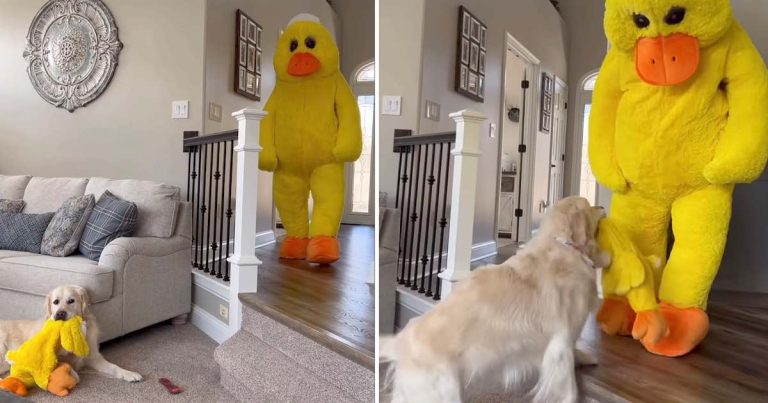 Dad Dresses Up As His Dog’s Favorite Duck Toy