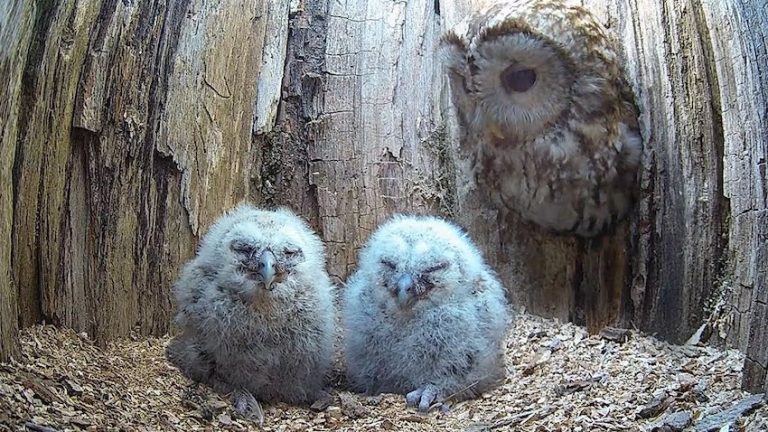 Tawny Owl Mum Adopts Two Rescue Chicks After Her Eggs Fail To Hatch