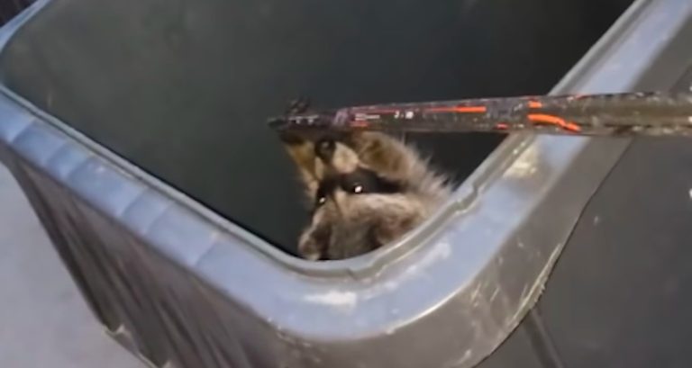 Raccoon Grateful For Man’s Hockey Stick Rescue