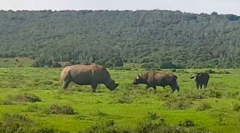 rhino flips over buffalo