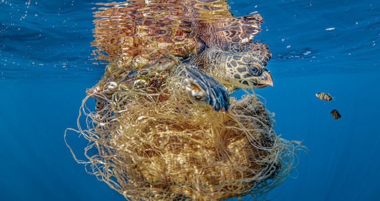Marine Conservation Photographer Of The Year Competition Spotlights Human Impact On Oceans