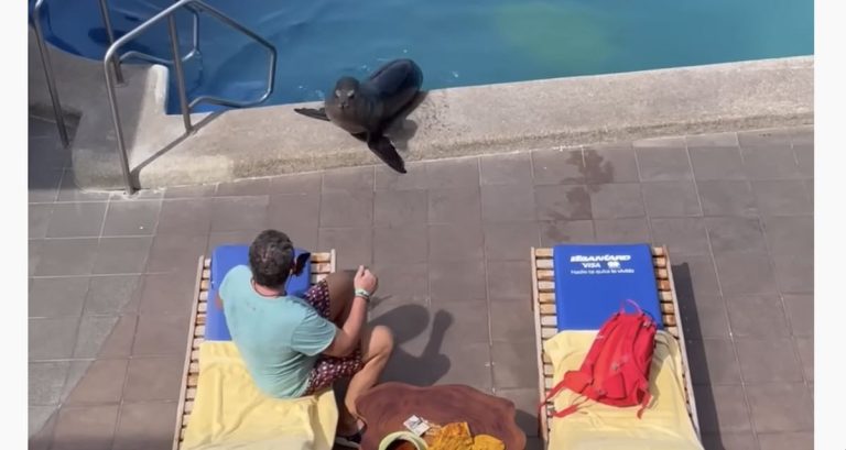 Sea Lion Takes A Swim At Beach Resort And Steals Man’s Chair