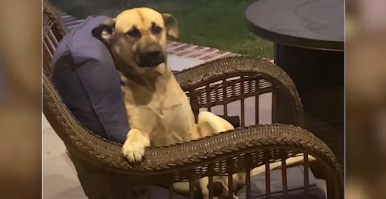 Stray Dog Takes Over Woman’s Patio Chair And Won’t Leave