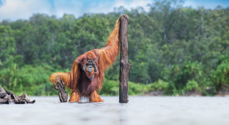 Winners Of World Nature Photography Awards Share Thrilling Pictures