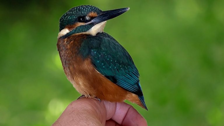Man Rescues Baby Kingfisher In Shock And Nurses It Back To Health