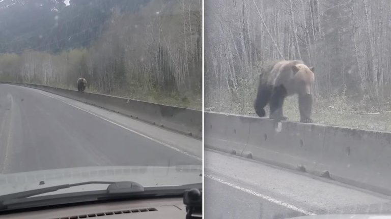 grizzly bear on highway meridian