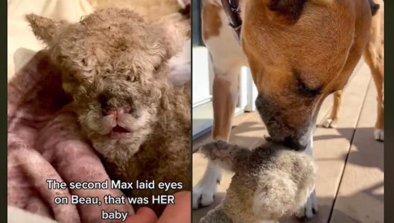 Dog Raises Lamb After She Is Rejected By Her Mother