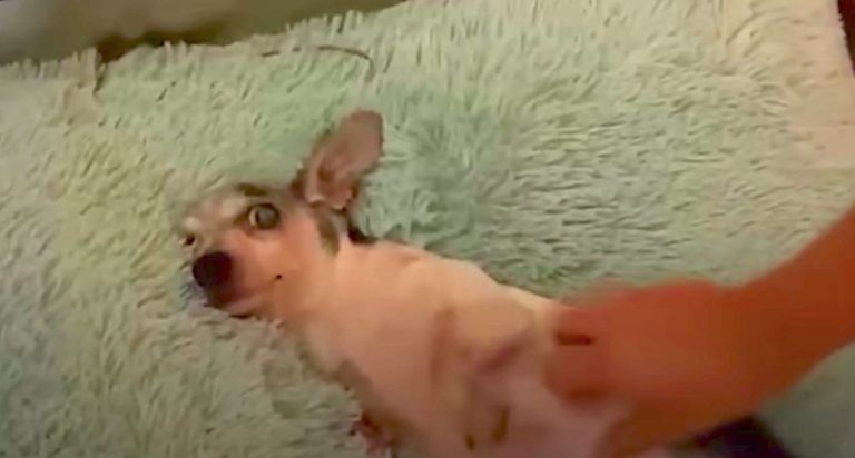 Senior Rescue Dog Gets Soft Bed For The First Time