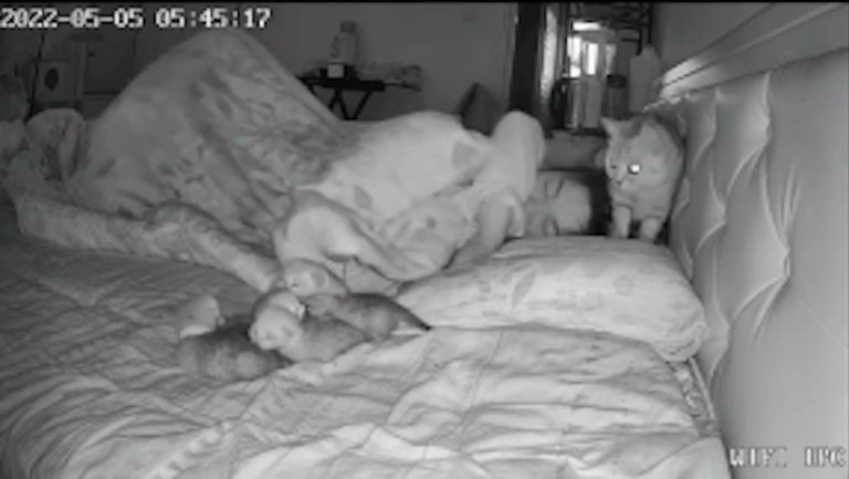 Proud Mama Cat Presents Her Newborns to Her Human Mom