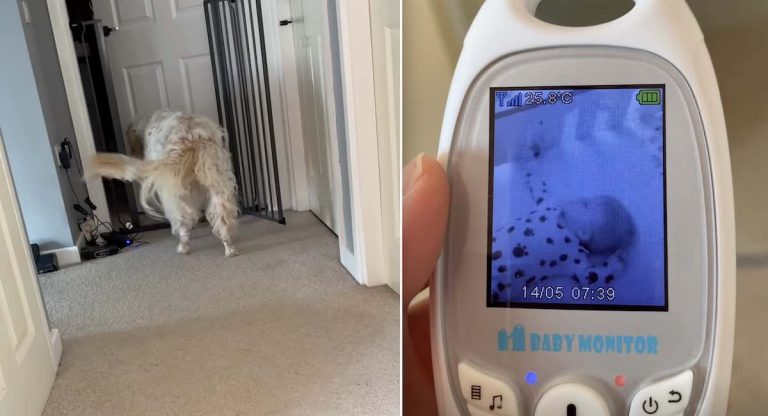 dog checks on baby