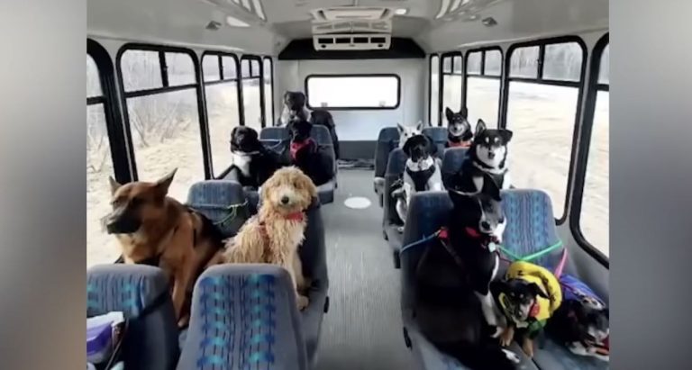 dogs on minibus with Mo Mountain Mutts
