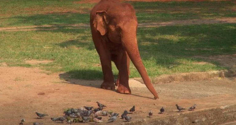 elephant helps birds eat