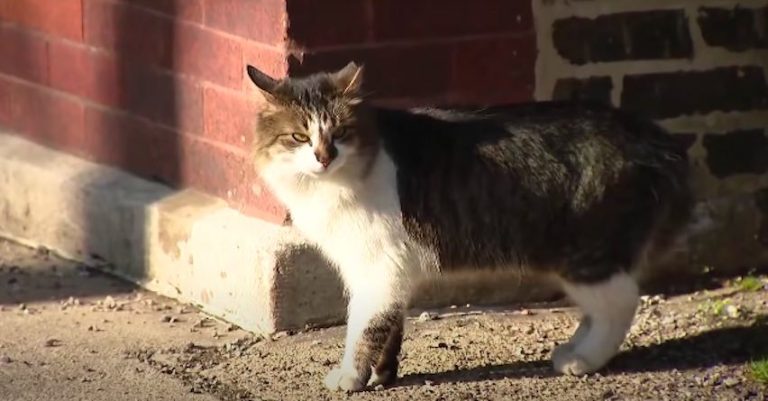 ‘Rattiest City in America’ Gets Help From Rescued Feral Cats