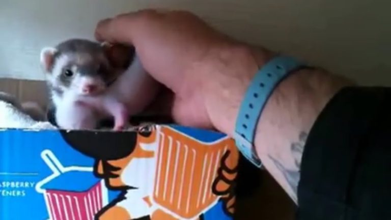 Ferret Insists On Showing Her Caregiver Her Babies