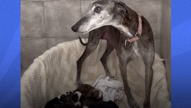 Mama Dog Helps Rescuers Raise 16 Puppies, Becomes Like Puppy Herself