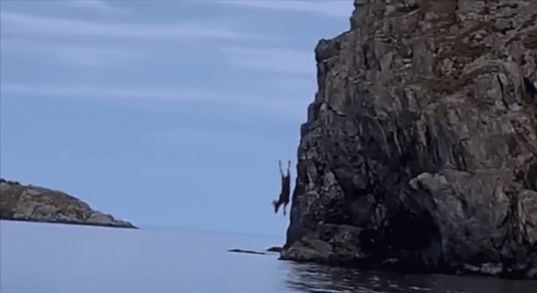 moose dives off cliff
