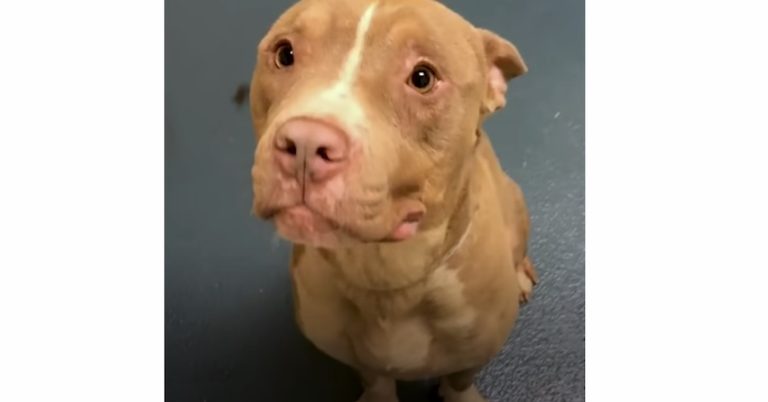 Guy On Road Trip Meets Pit Bull About To Be Euthanized, Can’t Leave Him Behind