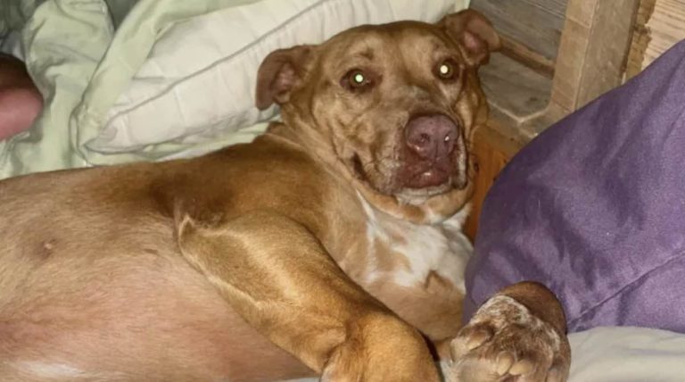 couple wake up to strange dog in their bed
