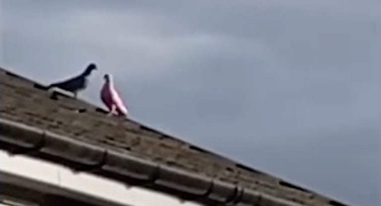 pink pigeon