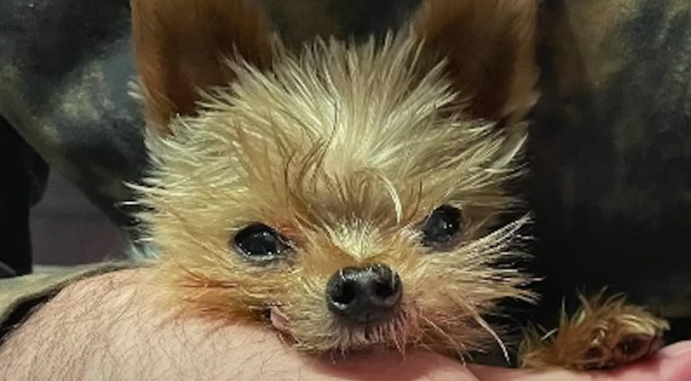 Tiny Rescue Dog Supposed To Live Only For A Few Months Defies Expectations