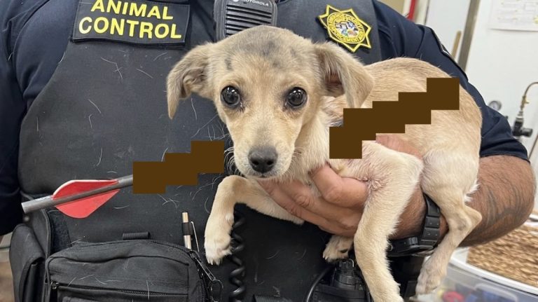 Stray Puppy Recovering After Being Shot With Arrow In ‘Disgusting’ Act Of Cruelty