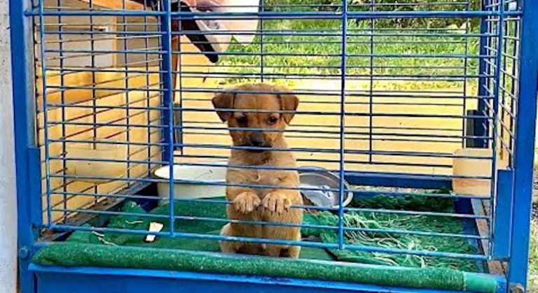 puppy kept in birdcage