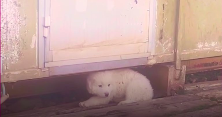 Woman Visiting Italy Spots Neglected Puppy And Brings Him Home