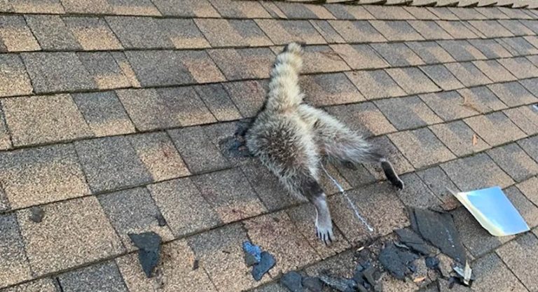 Mama Raccoon Gets Stuck In Roof Trying To Get Back To Her Babies