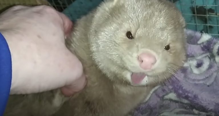 Mink Escapes Fur Farm And Becomes Rescuer’s Beloved Pet