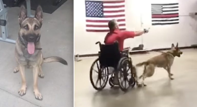 Ryker shows why he is no service dog.