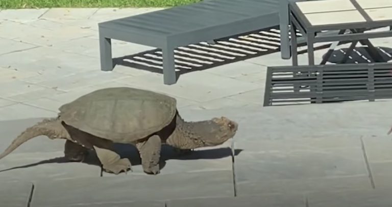 Snapping Turtle Visits Family’s Yard Leading To An Unexpected Rescue Mission