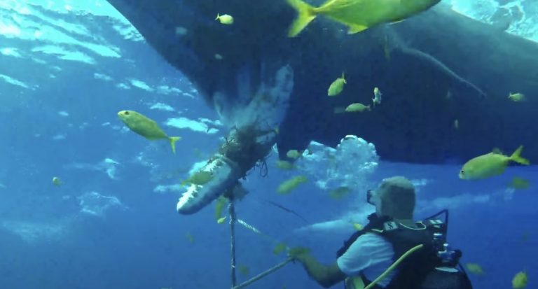 entangled sperm whale freed