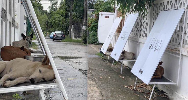 Pop-Up Shelters Are Helping Stray Dogs In Thailand