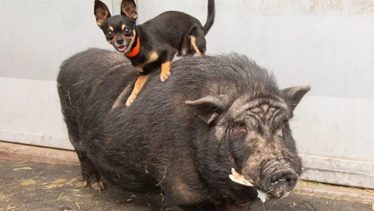 Dog And Pig Best Friends ‘Timon And Pumbaa’ Will Stay Together Forever