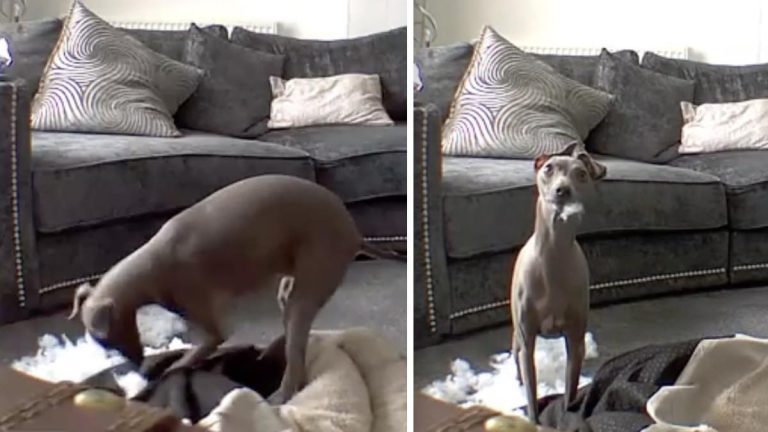 arlo the greyhound destroys his bed