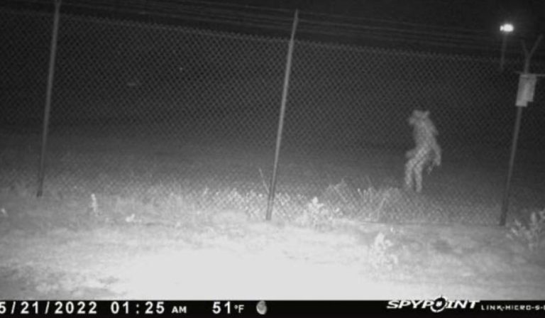 wolf-like creature spotted outside Armadillo Zoo
