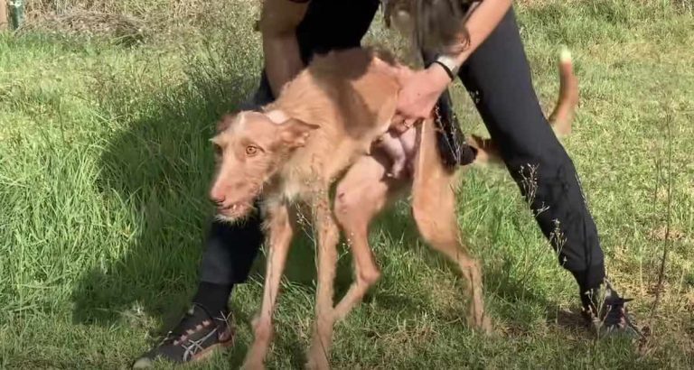 paralyzed galagos dog regains her ability to walk