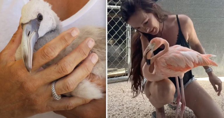 Wild Flamingo Returns To Rescuer And Runs To Her For Hug