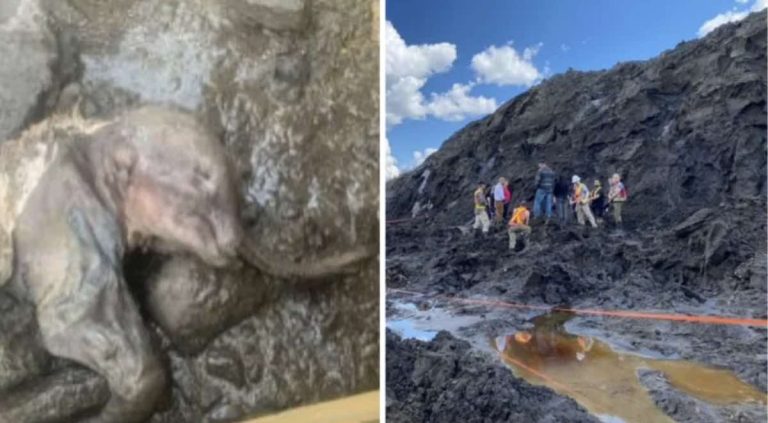 baby woolly mammoth discovered in Yukon