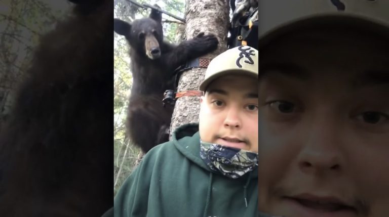 bear runs up treestand
