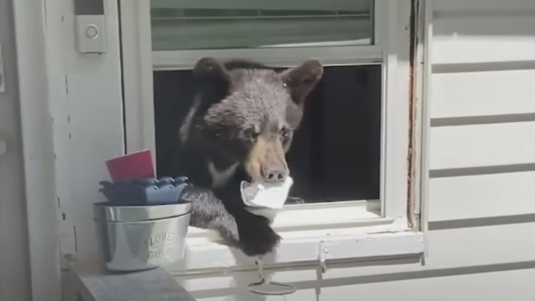 Cat Warns Her Mom There Is A Bear In The House
